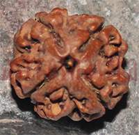 19.2mm Four Mukhi